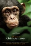 Постер фильма «Шимпанзе»